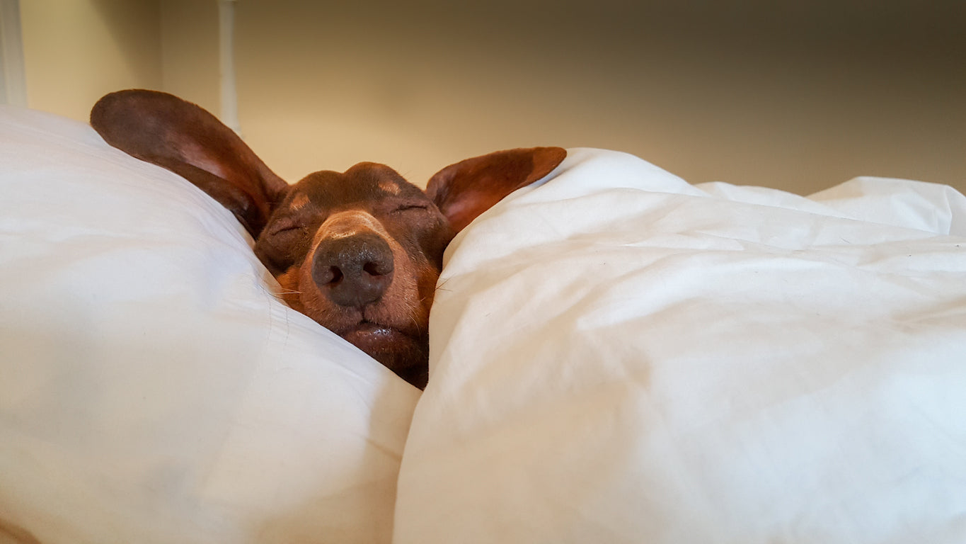 dog sleeping in bed