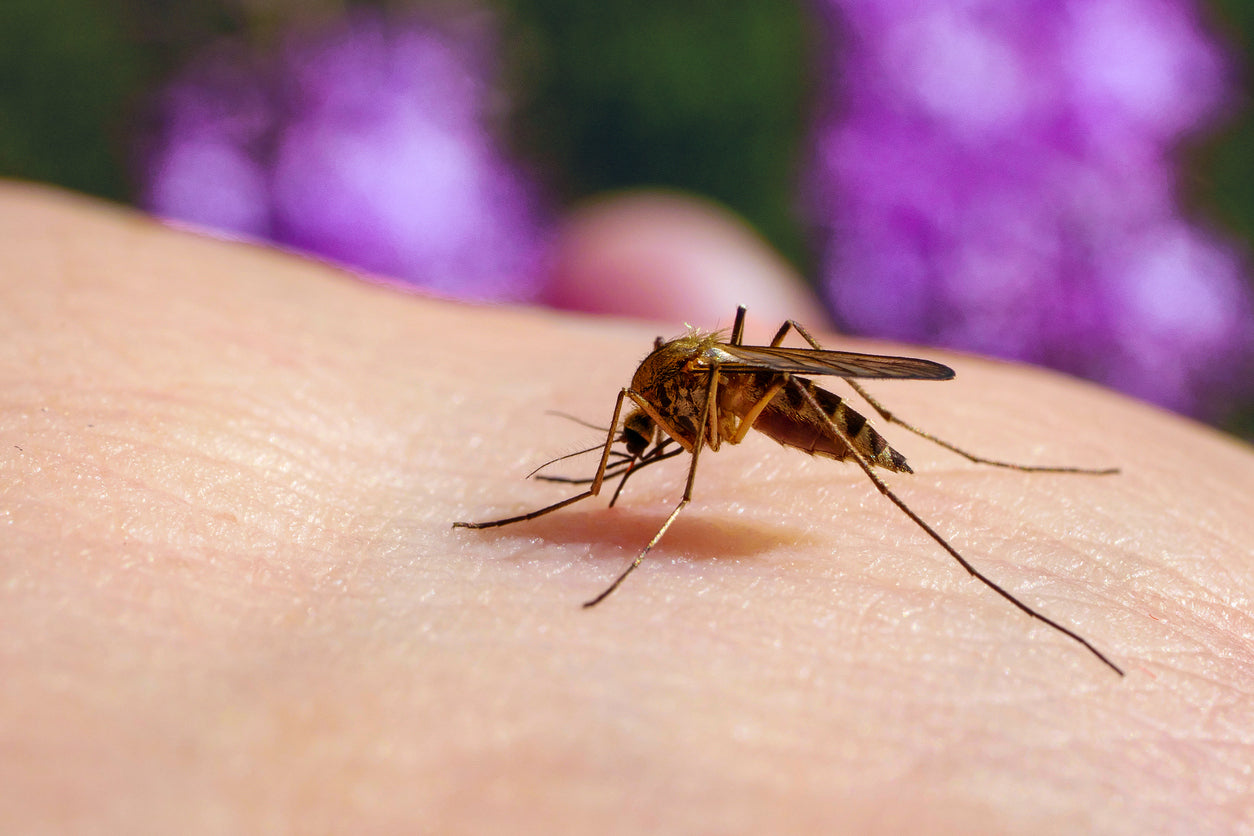 Why Mosquitoes Bite Some People More Than Others