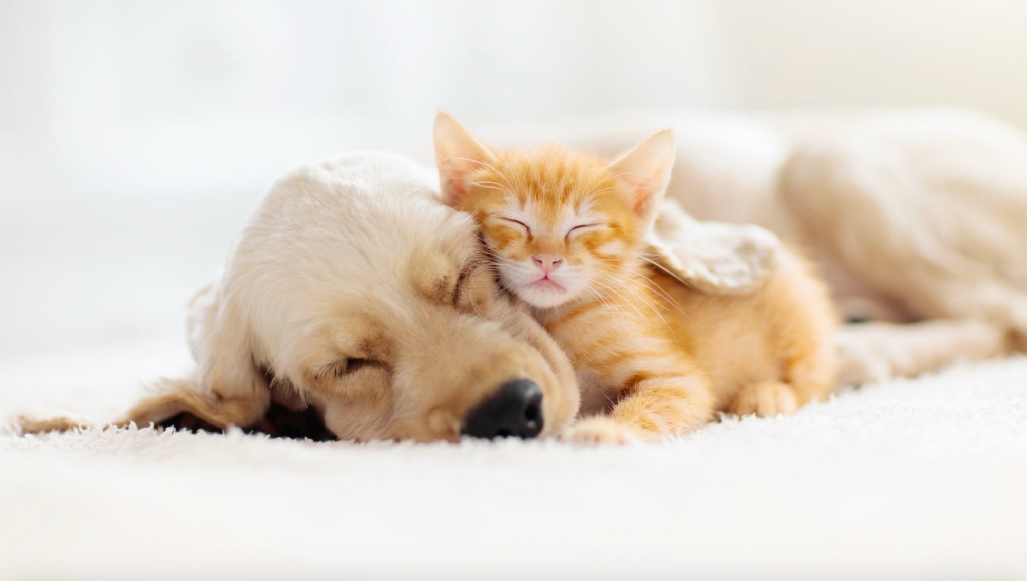 DeepMarine Collagen - cute puppy and kitten sleeping during covid